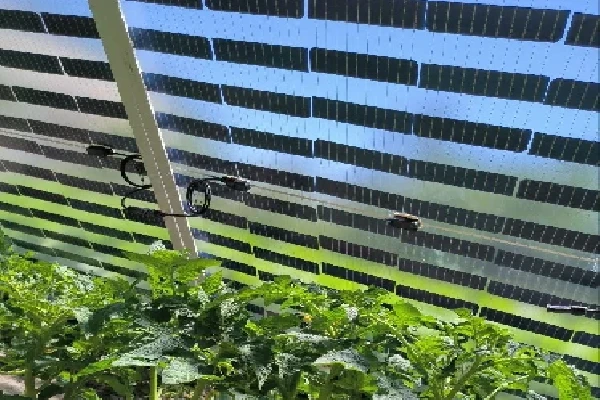 Uzbekistan Adopts New Solar PV BIPV Components to Power Vegetable Greenhouses