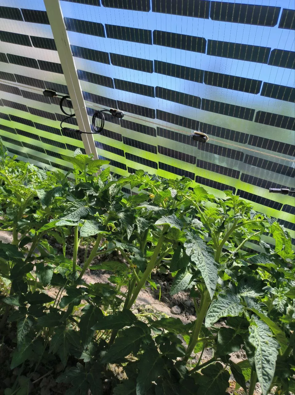 Uzbekistan Adopts New Solar PV BIPV Components to Power Vegetable Greenhouses